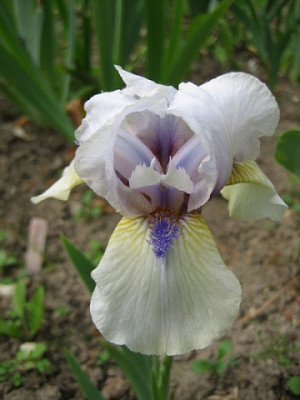 Iris_05.2011_1238.JPG