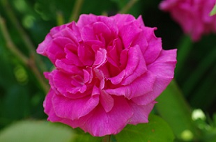IMGP3835Z.Drouhin.JPG
