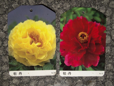 RalfausBS_paeonia.jpg