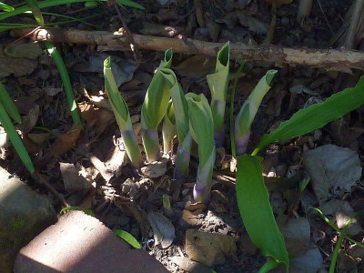 hosta_20110509_cf_cremerand.jpg
