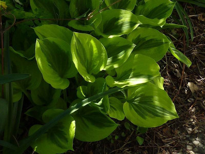 hosta_20110509_cf_grand_tiara.jpg