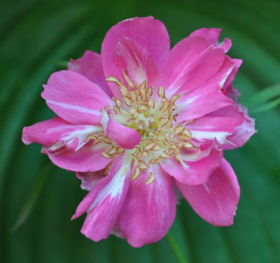 Gloire_de_Rosomanes_0011__2791.jpg