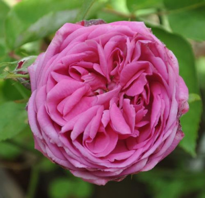 Dr._Hurta_0011__2785.jpg