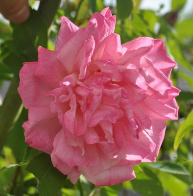 Old_Blush_Clg__0011__2781.jpg