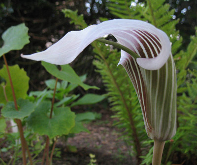 Arisaema_candidissimum_Aussaat.jpg