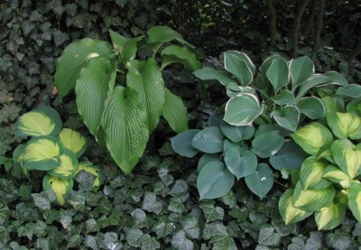 hostas_kl.jpg