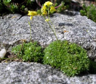 Draba_imbricata_2005-05-01_1.JPG