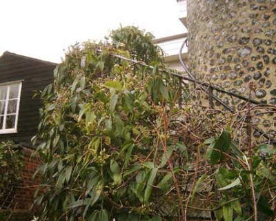 Clematis_armandii2.jpg