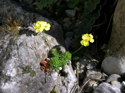 Draba_imbricata_2005-05-01_2.JPG