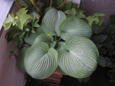 Hosta_Spilt_Milk.jpg