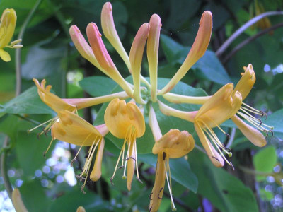 Lonicera.JPG