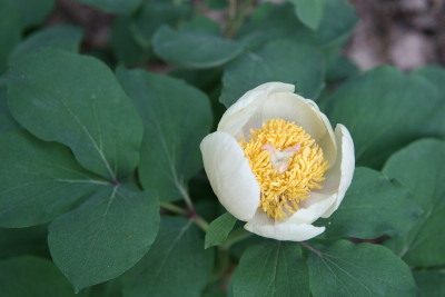 Paeonia_obovata_ssp._willmottiaeIMG_7276jpg.jpg