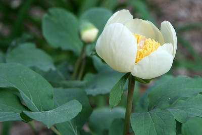 Paeonia_obovata_ssp._willmottiaeIMG_7273jpg.jpg