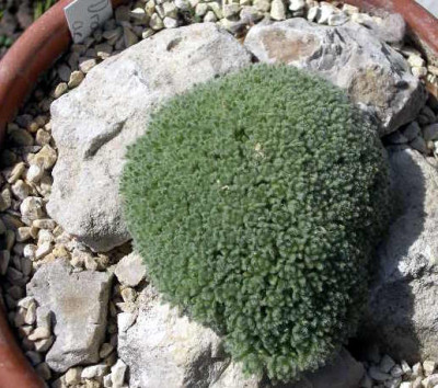 Draba_acaulis_2005-05-01.JPG