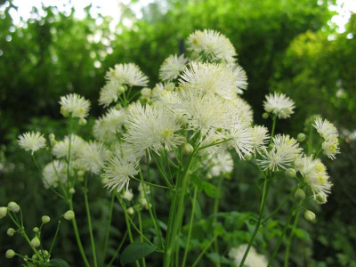 Thalictrum_aquilegium_Album_800x600.jpg
