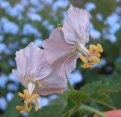 G._phaeum_Traum_in_Mauve.JPG