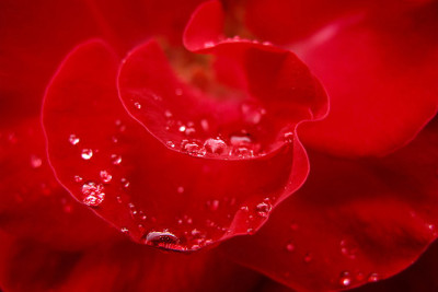 rose.jpg