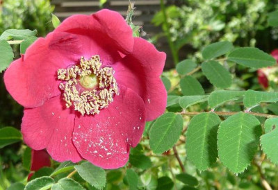 Geranium_vermutlich2.JPG