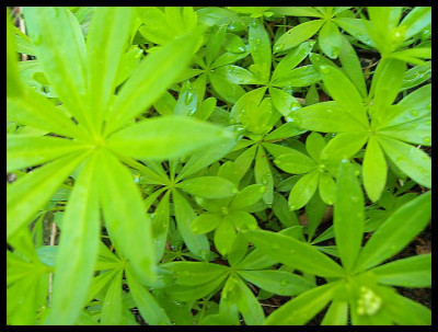 Waldmeister.jpg