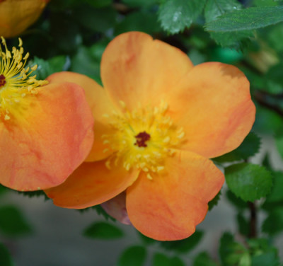 Rosa_foetida_bicolor_0011__83764.jpg