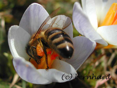 biene_crocus.jpg