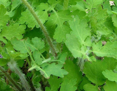 Chelidonium_majus.jpg