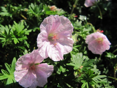 Geranium3.jpg