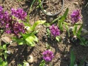 GARTEN_231.jpg