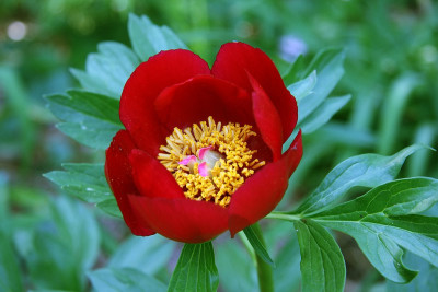 Paeonia_peregrina_7297.jpg