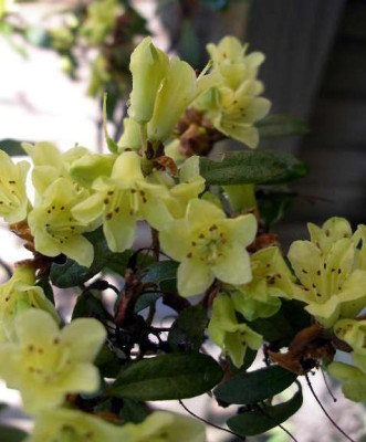 Rhododendron_Yellow_Hammer_2005-05-01.JPG
