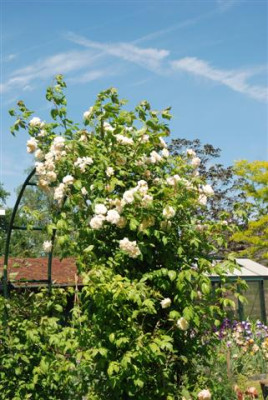 B5945_Small.JPG