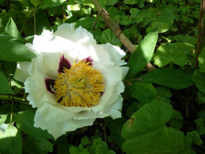 Paeonia_rockii_Hybride_fars_2011.jpg