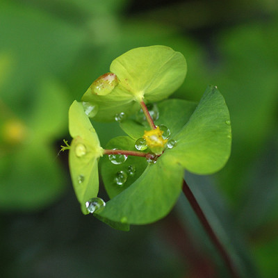 euphorbientropfen_11344.jpg