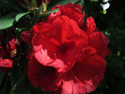 Rhododendron_Hybride_fars_2011.jpg