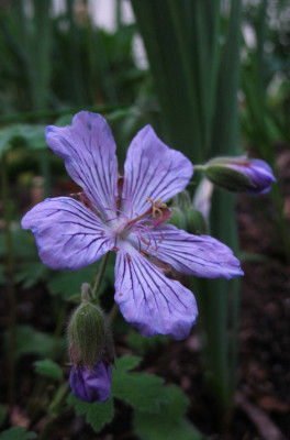 Geranium_Tcschelda.jpg