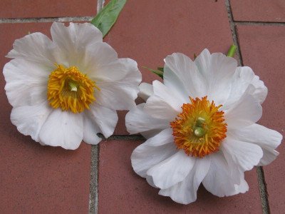 Windflower_Vergleich_Blute_800x600.jpg