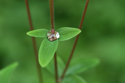 akeleienblatttropfen_11349.jpg