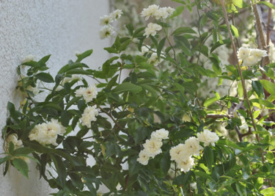 Rosa_Bansiae_alba_0011__3327.jpg