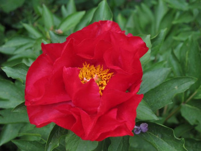Rote_Paeonie_fars_2011.jpg