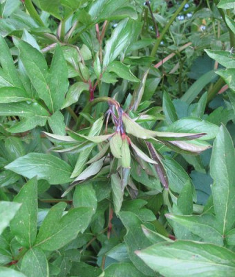 Rote_Paeonie_2_fars_2011.jpg