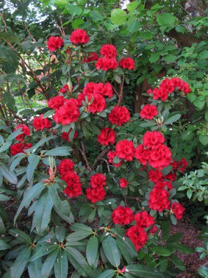 Rhododendron_Hybride_2_fars_2011.jpg
