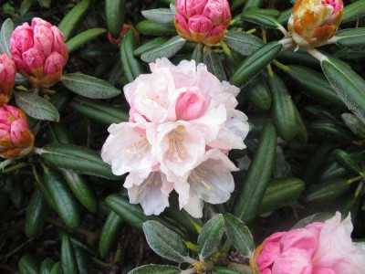 Rhododendron_yakushimanum_Koishiro_Wada_fars_2011.jpg