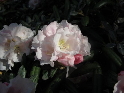 Rhododendron_yakushimanum_Koichiro_Wada_2_fars_2011.jpg