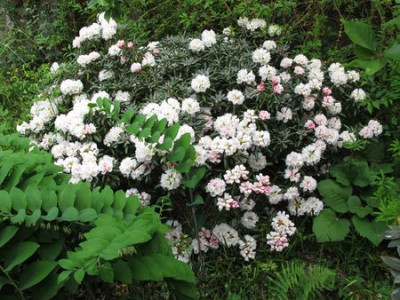 Rhododendron_yakushimanum_Koichiro_Wada_3_fars_2011.jpg