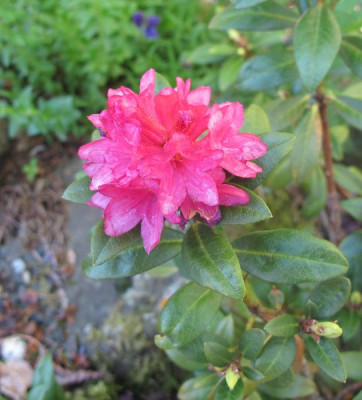 Rhododendron_ferrugineum_fars_2011.jpg