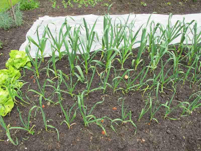 Knoblauch_11_ue.jpg