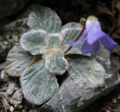 Jankaea_heldreichii__10.5.11._060.jpg