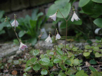 Linnaea_borealis_10.5.11._042.jpg