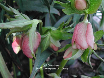 helleborus_atrorubens.jpg