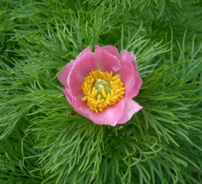 Paeonia_tenuifolia_Rosea_2005-05-01.JPG